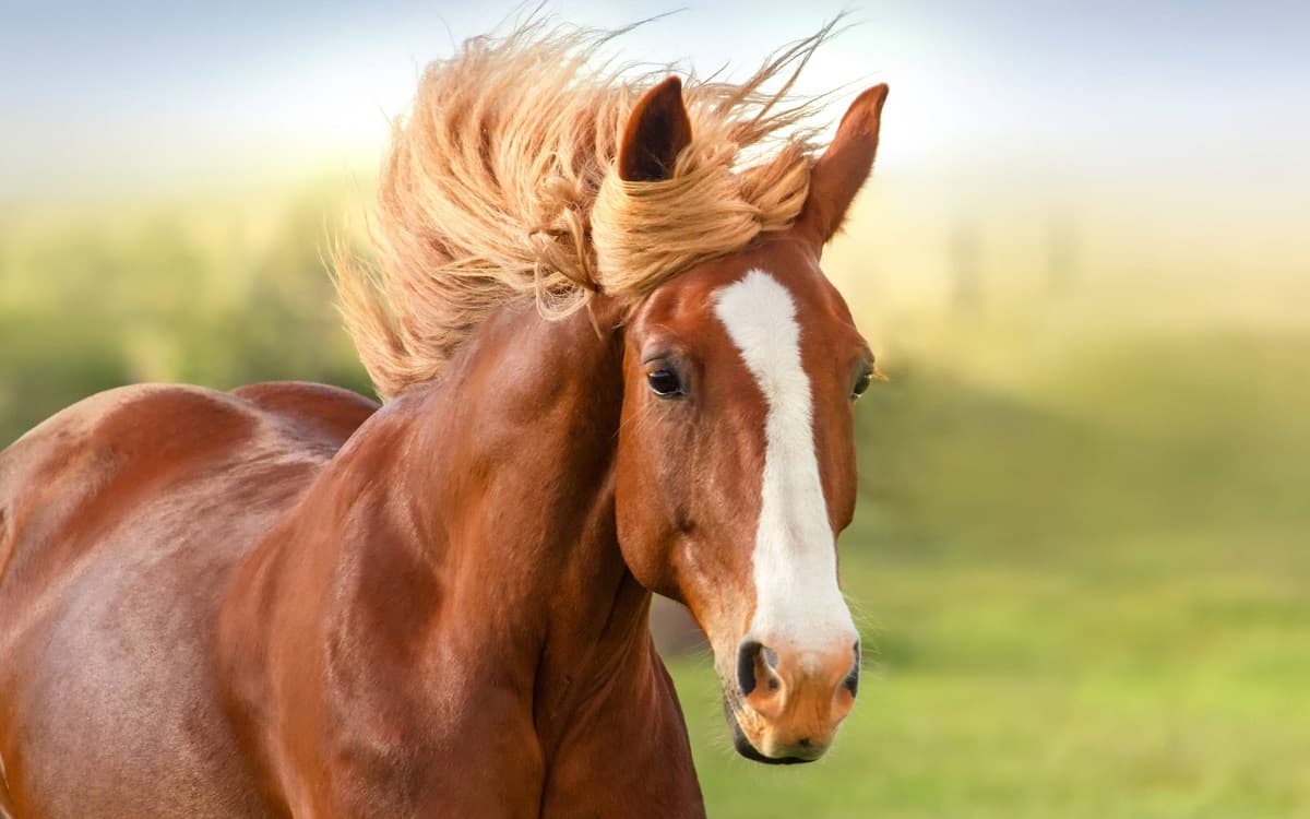Vitamin E And Selenium Supplements for Horses